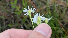 Erigeron vernus