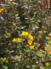 Chaetolepis microphylla