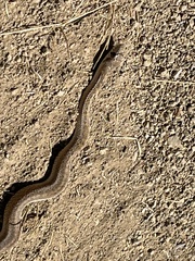 Pituophis catenifer catenifer