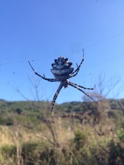 Argiope lobata