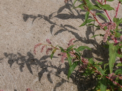 Persicaria maculosa