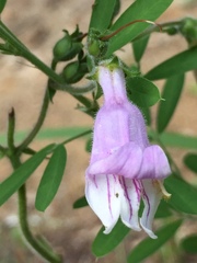 Penstemon australis