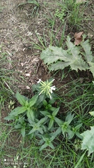 Saponaria officinalis