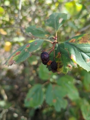 Crataegus douglasii