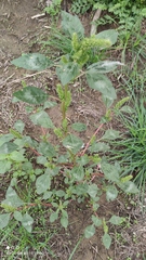 Amaranthus retroflexus