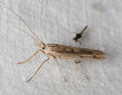 Ypsolopha mucronella