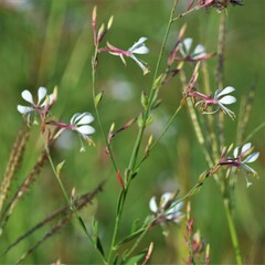 Oenothera lindheimeri