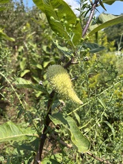 Asclepias syriaca