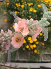 Sphaeralcea bonariensis