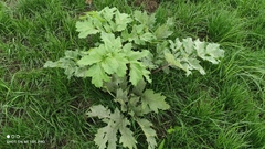 Heracleum sosnowskyi