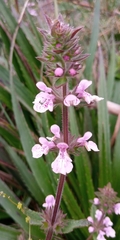 Stachys grandidentata