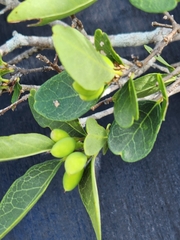 Forestiera reticulata