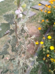 Sphaeralcea bonariensis