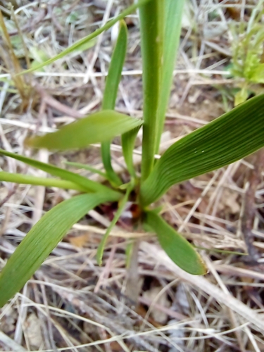 Image of Aristea cistiflora by (c) Barbara le Roux, some rights reserved (CC BY-SA)