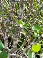 Forestiera reticulata