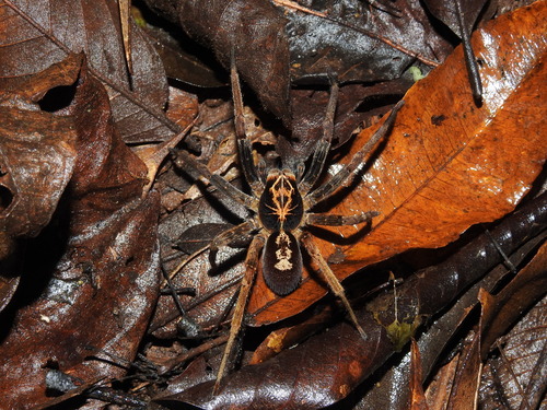 Ornate Tropical Wandering Spider