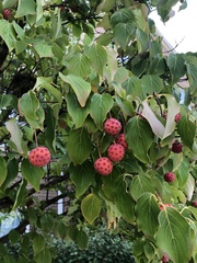 Cornus