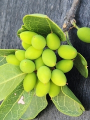 Forestiera reticulata