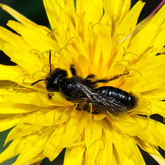 Panurgus dentipes