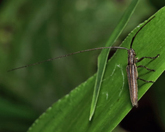 Hippopsis lemniscata