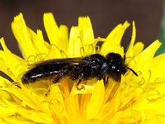 Panurgus dentipes