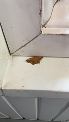 Prochoerodes lineola