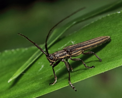 Hippopsis lemniscata