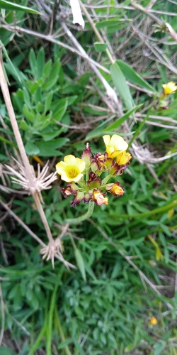 Oxalis tortuosa (Oxalis tortuosa)