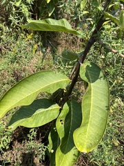 Asclepias syriaca