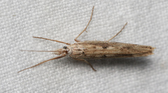 Ypsolopha mucronella
