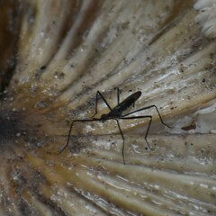 Neriidae