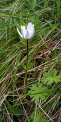 Anemone decapetala