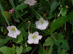 Convolvulus