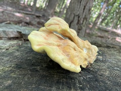 Laetiporus
