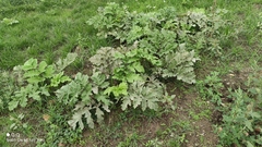 Heracleum sosnowskyi