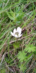 Anemone decapetala