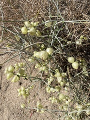 Scutellaria mexicana