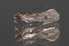 Niditinea fuscella