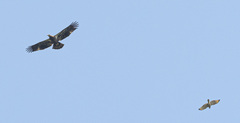 Buteo lineatus