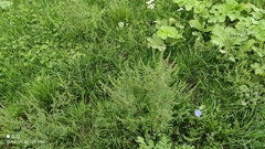 Ambrosia artemisiifolia