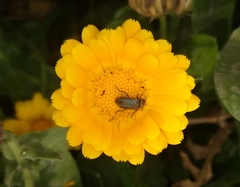 Astylus quadrilineatus