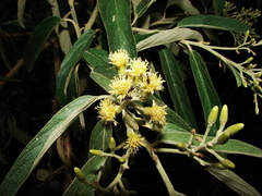 Moquiniastrum polymorphum