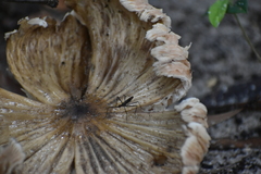 Neriidae