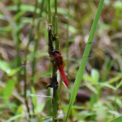 Rhodothemis rufa