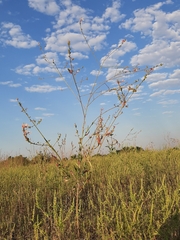 Oenothera gaura