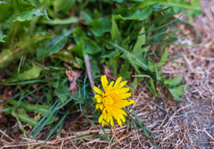 Taraxacum