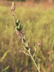 Oenothera gaura