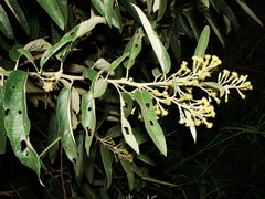 Moquiniastrum polymorphum