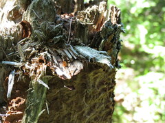 Ischnoderma benzoinum