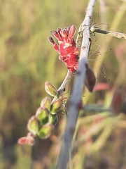 Oenothera gaura